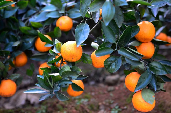 种柑橘这4个问题你必须知道！(图3)