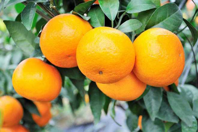 种柑橘这4个问题你必须知道！(图4)
