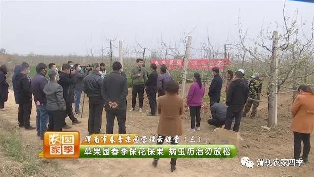 新澳门游戏网站入口春季果园管理云课堂（三）：苹果树春季保花保果病虫防治勿放松(图1)