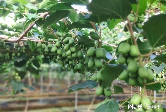 新澳门游戏网站入口家里有院子此树不妨种2棵好养活不挑土壤口感好有营养(图2)