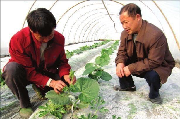 怎么种大棚蔬菜？难也不难关键是种植人员的知识储备情况(图4)