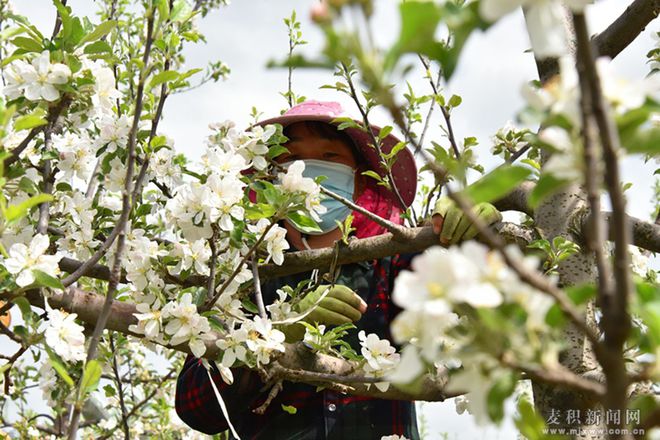 麦积区麦积镇：苹果花开枝头俏 果园疏花正当时(图)(图2)