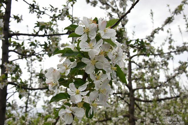 麦积区麦积镇：苹果花开枝头俏 果园疏花正当时(图)(图3)