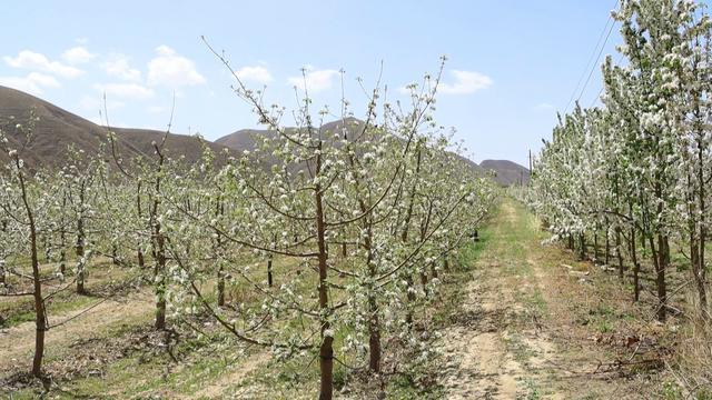 新澳门游戏网站入口会宁：苹果花开枝头俏 果园管理疏花忙(图4)