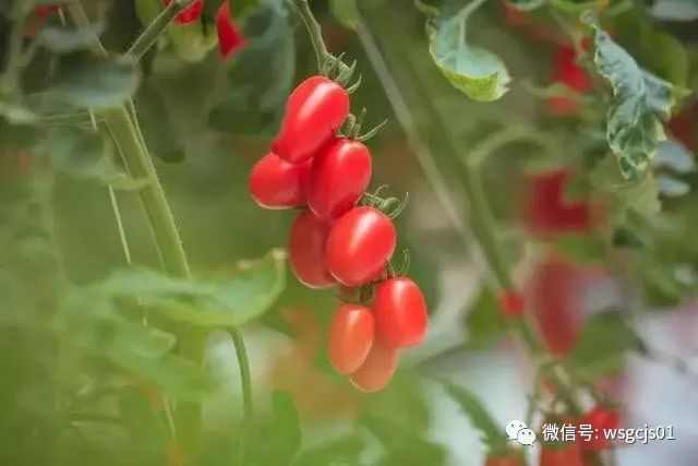 农业科普之全球番茄种植情况大汇总！一次全弄明白了！(图11)