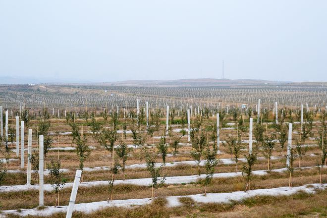 新澳门游戏在农村租地栽果树前景怎么样？比种粮食强但想赚钱要靠个人(图6)