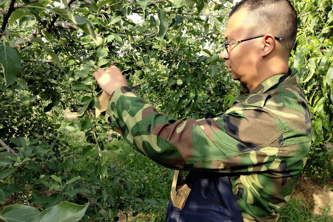 新澳门游戏在农村租地栽果树前景怎么样？比种粮食强但想赚钱要靠个人(图1)