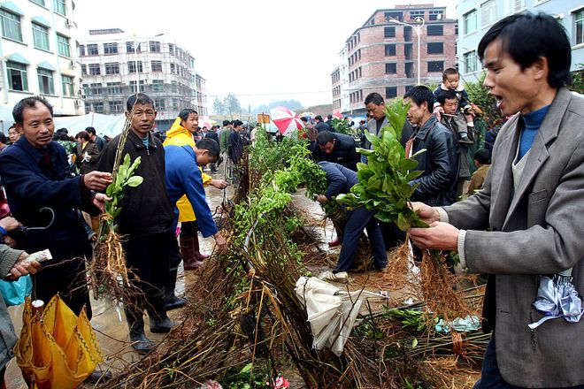 新澳门游戏集市上买来的果木树栽种后总是不成活问题出在这4点(图2)