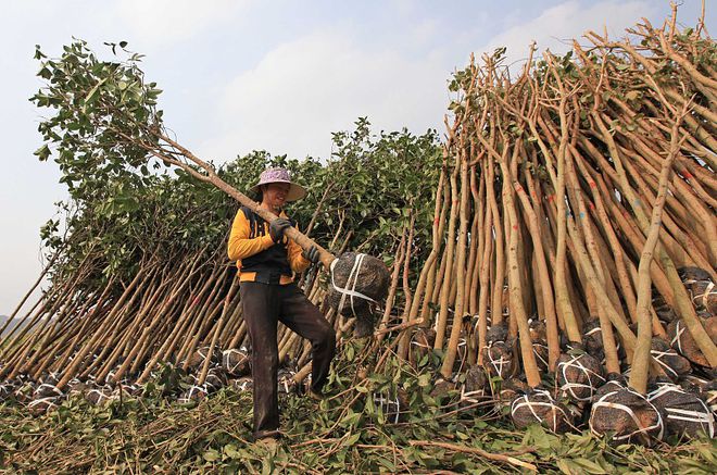 新澳门游戏集市上买来的果木树栽种后总是不成活问题出在这4点(图1)