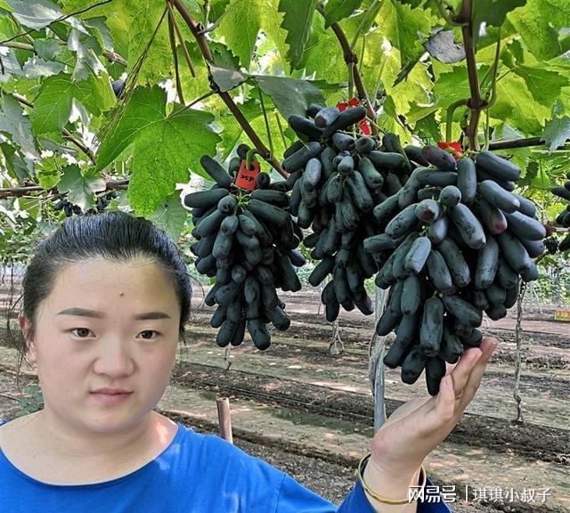 新澳门游戏乡下这种果树最好栽种了很适合在院子里种植不需要过多管理(图7)