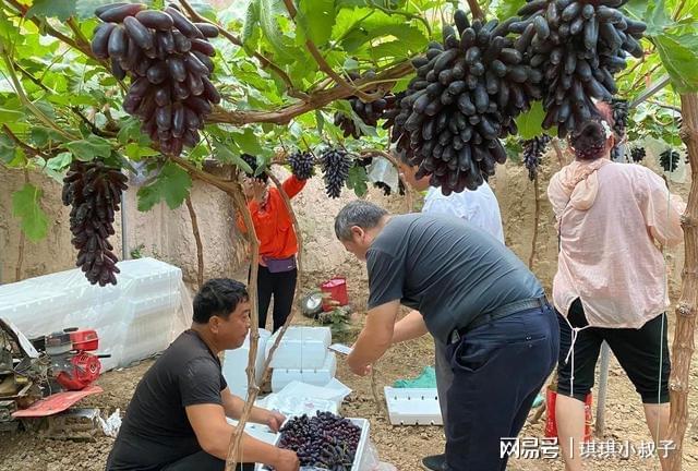 新澳门游戏乡下这种果树最好栽种了很适合在院子里种植不需要过多管理(图9)