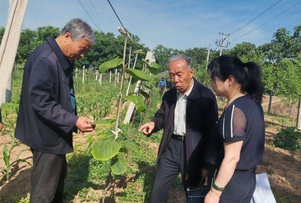 果农朋友有福了！杨凌果农探索出猕猴桃冬季露地嫁接技术(图2)