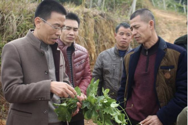 植保专家李界秋在线“开方”让更多的农民学会科学种植(图3)