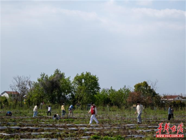 新澳门游戏网站入口湖南应用技术学院：桃树林里学嫁接(图1)