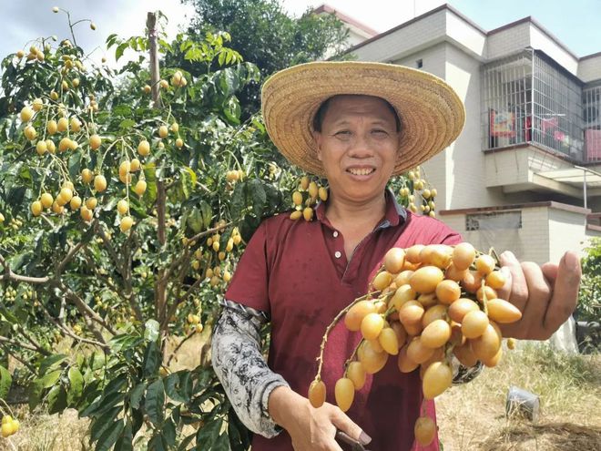 新澳门游戏鸡心黄皮满枝头龙颈果农甜心头(图4)