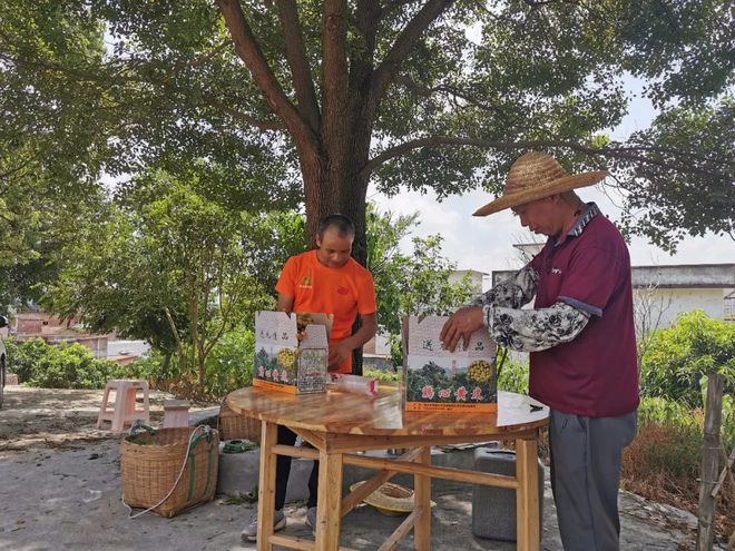 新澳门游戏鸡心黄皮满枝头龙颈果农甜心头(图6)