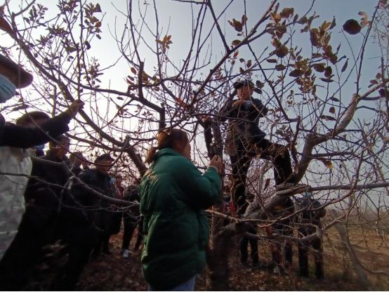 新澳门游戏网站入口冬季果树如何修剪用药？山东省农科院在菏泽办了一场培训会(图2)