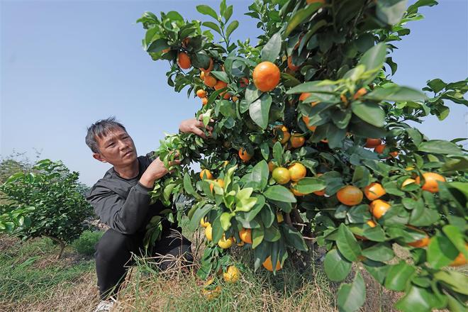 新澳门游戏网站入口丰收季快来武汉黄陂采摘一波吧～(图2)