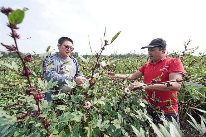 新澳门游戏网站入口丰收季快来武汉黄陂采摘一波吧～(图8)