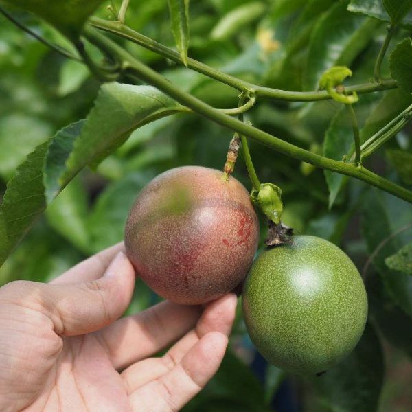 百香果种植时间与采摘什么时候最适宜(图1)