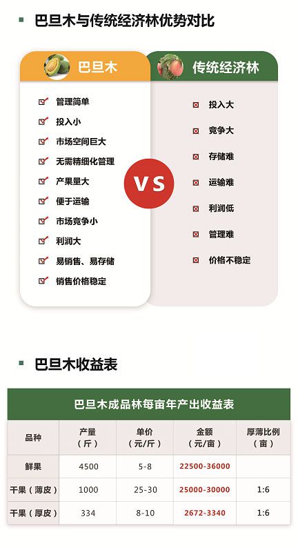 哪里可以买到优质的巴旦木苗？巴旦木苗木品种及价格(图2)