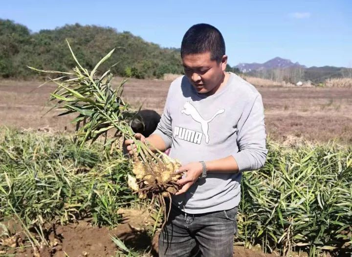 新澳门游戏种植中药材“配”出“致富方”(图1)