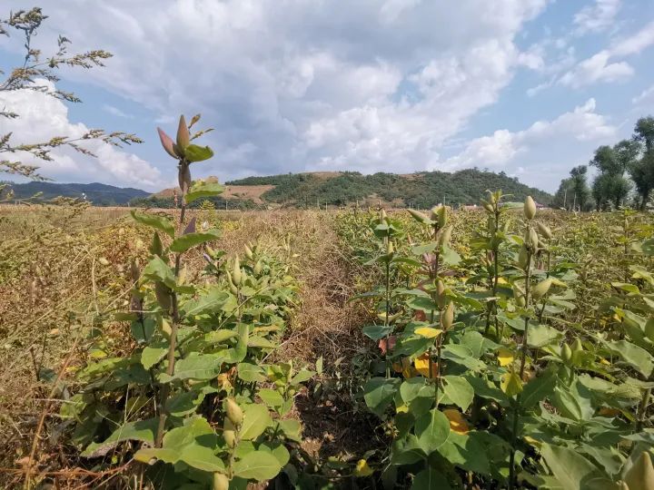 新澳门游戏种植中药材“配”出“致富方”(图2)