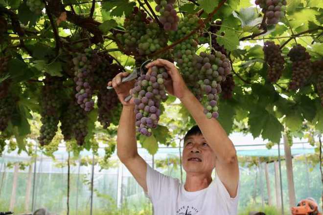 甜度拉满！杭州这里葡萄熟了周末高温缓和去摘果吧(图2)