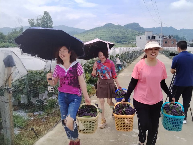 贵州金沙：巾帼雨露葡萄园正式开园采摘(图2)