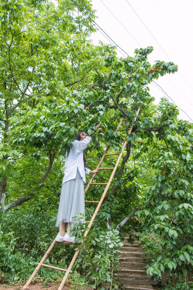 min甜！德阳周边的樱桃熟了！直达新鲜采摘地→(图2)