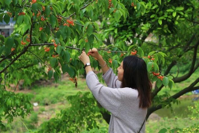 min甜！德阳周边的樱桃熟了！直达新鲜采摘地→(图21)