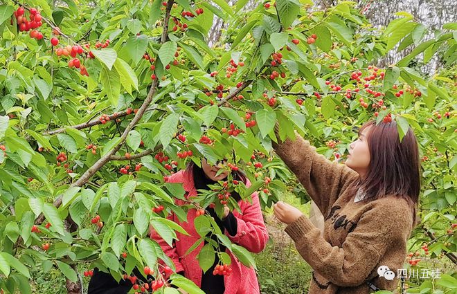 新澳门游戏网站入口樱桃红了！成都周边8个采摘点现摘现吃最快1h车程就到！(图7)