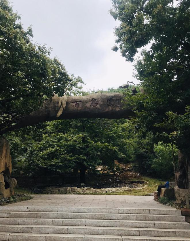 地中山、地中潭、地中瀑！江北最大野生杜鹃繁殖基地日照九仙山(图4)