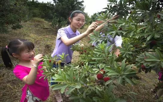 全省果蔬采摘旅游基地新鲜出炉温州有7家咱龙湾瑶溪也有一家！(图4)