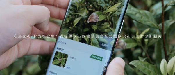 一款能识别52种作物病虫害的软件你一定没用过！(图1)