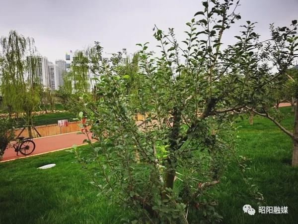 云南昭通！来年静待乌蒙水乡苹果飘香(图1)