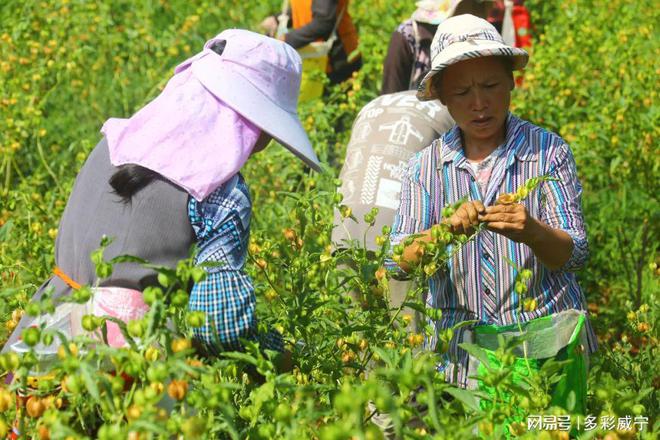 新澳门游戏贵州威宁：金斗高田冰粉果 致富群众好路子(图3)