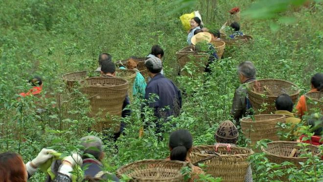 “树叶哥哥”返乡创业种植奇异神仙树靠神仙豆腐如今日销十万(图1)