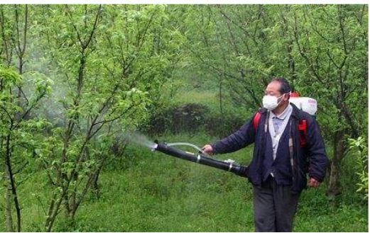 秋冬季节麻烦多很多果树遭虫害科学治理是关键(图1)