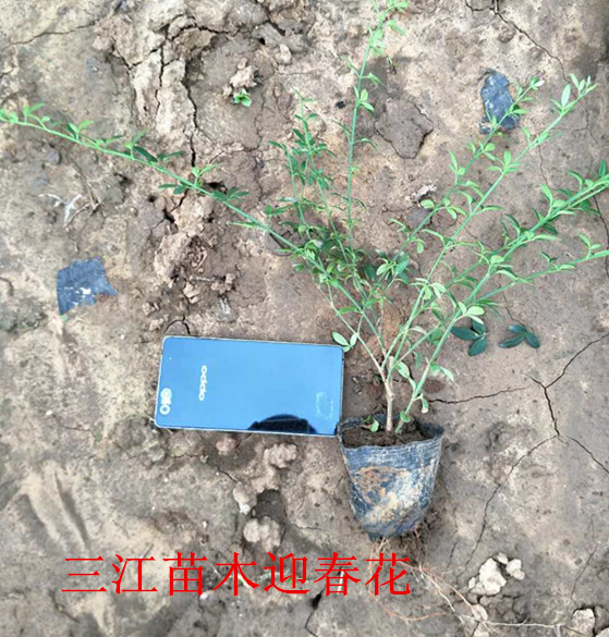 核桃树种植技术(图2)