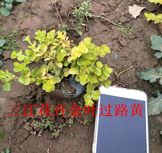 核桃树种植技术(图3)