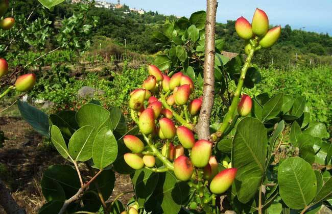 新澳门游戏开心果如何种植它们分布在哪里？(图2)