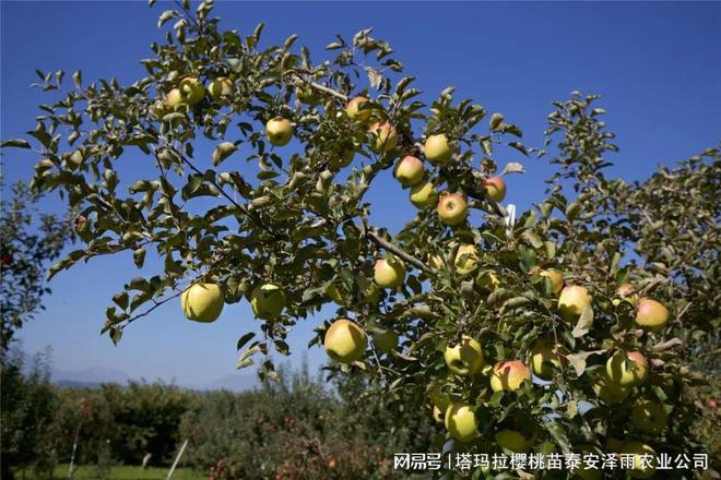 乔化明月苹果树苗报价 明月苹果的品种特点介绍(图2)