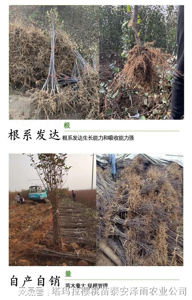 新澳门游戏爱妃苹果的芽变品种 “香妃”苹果树苗介绍 1年生香妃苹果苗价格(图1)