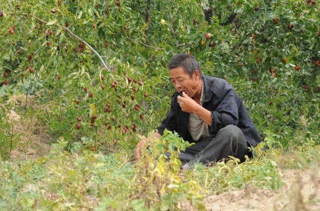 新澳门游戏建议家有院子的别忘了种上这果树！好种易活来年就吃大鲜果(图2)