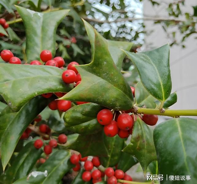 “家有3种野果树不富也旺宅”平时懒也能养沾土生根镇宅(图2)