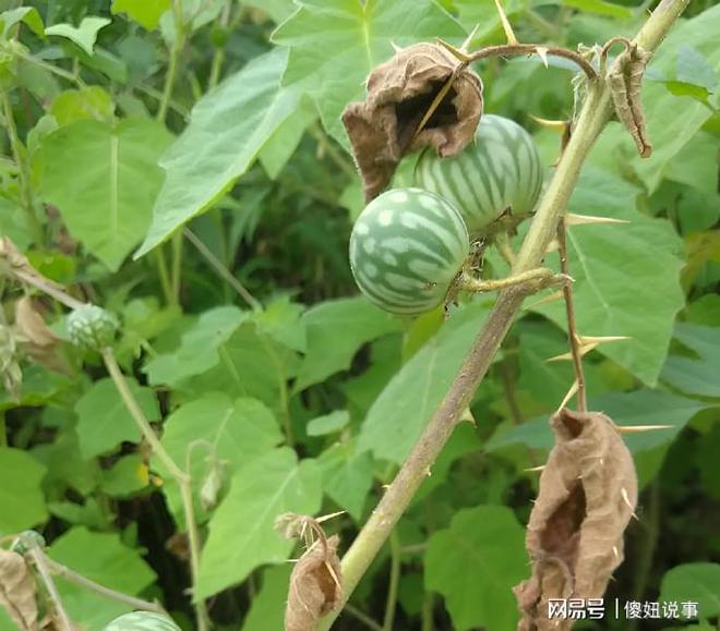 “家有3种野果树不富也旺宅”平时懒也能养沾土生根镇宅(图3)