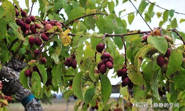 新澳门游戏家里有空地庭院此果树种上两棵好养易活软甜多汁口碑好(图3)