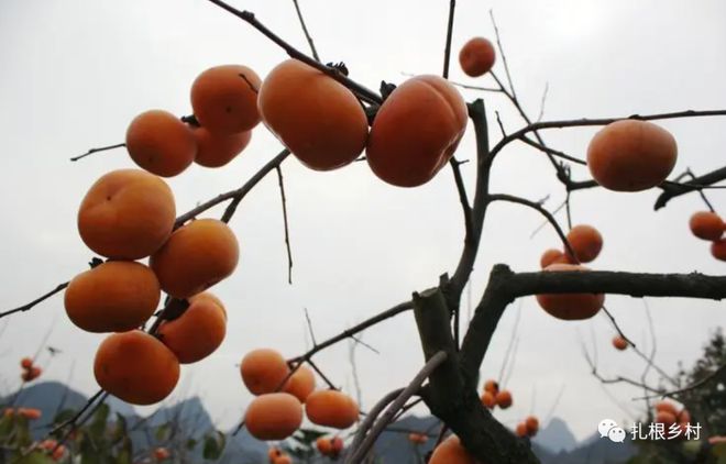 10月大量成熟人称“肺之果”1株能产数百斤晒干十几块1斤却常烂一地没人要(图3)