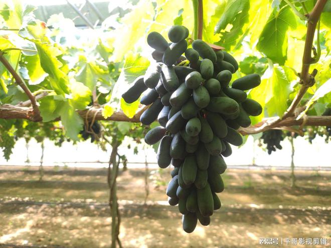 新澳门游戏家里有阳台的可以种一棵果树果实大吃不完易养活好打理(图3)